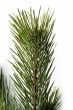 pine branch