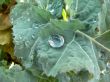Drops
