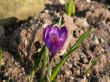 Crocus