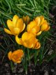 Crocus