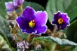 African violet. Saintpaulia