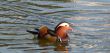 The duck
