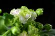African violet. Saintpaulia