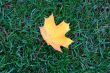 Maple leaf