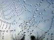 cobweb