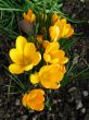 Crocus