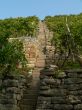 The vineyard
