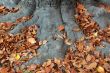 Orange leaves in fall