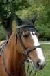 Brown horse