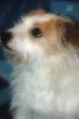 Photo dog
