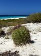 Catus on the beach
