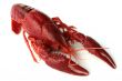 red crawfish on white background