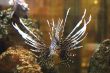 lionfish