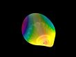 Fish shell abstract