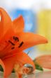 orange lily