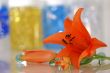 orange lily with a remedy for aroma therapy
