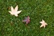 Maple leaves on the grass