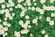 Camomile meadow