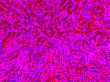 pink abstract