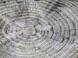 Rings Of A Trunk