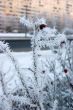 rime on a dog-rose