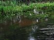 calm river