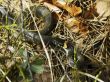 grass snake