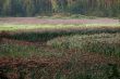 sunrize on marsh river