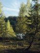 forest lake