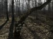 spring wood under sunbeams