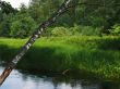 birch on river background