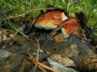 broken mushroom