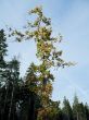 young oak on background sky