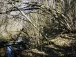 wild spring creek