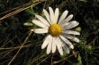 white petal in dark grass