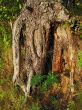 trunk of the sunlit pine