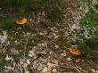 two orange mushrooms