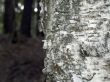 background - birch trunk