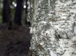 background - birch trunk