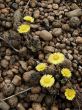 flowers and stones