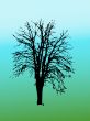 Silhouette of tree