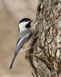 Black-capped Chickadee (Parus atricapillus)