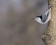 White-breasted Nuthatch (Sitta carolinensis)