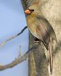 Cardinal (Cardinalis cardinalis)