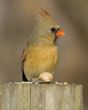 Cardinal (Cardinalis cardinalis)