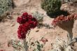 Desert flowers