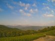 tea plantation in Russia