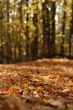 Autumn leaves.