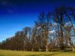 deep blue sky and winter trees
