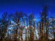 trees in winter against rich blue sky